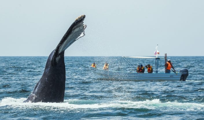 Whale watching from a tour boat in Riviera Nayarit Mexico