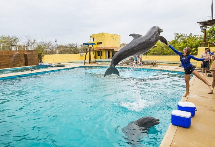 Training dolphins in Riviera Nayarit Mexico