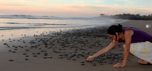 Woman on the beach with 100s' of baby sea turtles