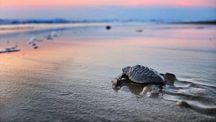 Baby Turtle release in Riviera Nayarit Mexico - image of baby turtle heading into the water