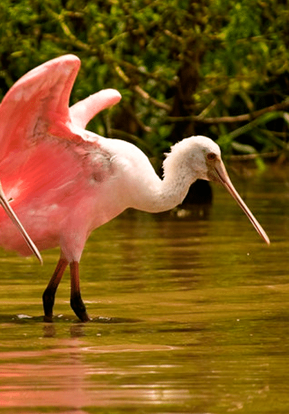 Large pink and white bird walking through the water hunting