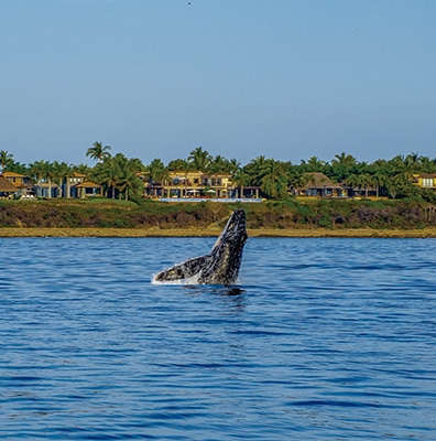 Whale breaching the water just off-shore near Punta de Mita Mexico